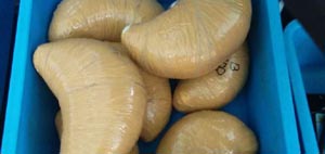 Narkoba Ini Coba Diselundupkan Di Selangkangan... Gimana Caranya?